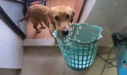 大狗最新爆料新闻视频下载,最新爆料新闻视频深度解析