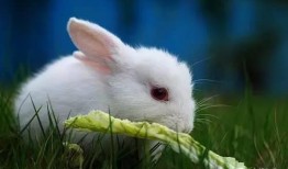 属兔最新爆料,揭秘生肖兔的神秘面纱